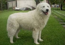 It is assumed to be a descendant of the ancient alabai, white greek shepherd, dog breeds from albania, and the merdzan sarplaninac. Pastore Abruzzese Il Governo Lo Riconosce Patrimonio