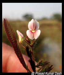 Image result for Aeschynomene sp. A