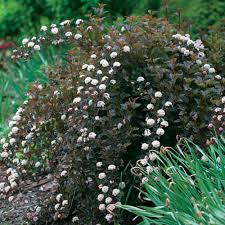Whether you want inspiration for planning purple ninebark or are building designer purple ninebark from scratch, houzz has 14 pictures from the best designers, decorators, and architects in the country, including zachary berger associates, ltd. Summer Wine Ninebark Finegardening