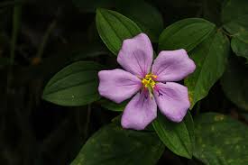 Image result for Heterotis decumbens