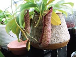 How to grow pitcher plants how pitcher plants evolved also provides clues about how they can best be grown. Carnivorous Plants For Beginners Reptiles Magazine