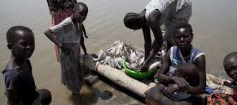 It was discovered in 1984 by kamoya kimeu on the bank of the nariokotome river near lake turkana i. Gibe Iii S Impacts On Lake Turkana International Rivers