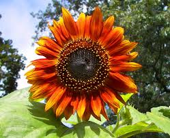 Let's start with the basics: Helianthus Wikipedia