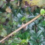 Image result for Cordia africana