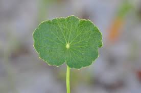 Image result for Hydrocotyle bonariensis