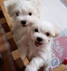 Il colore dei nostri esemplari è prevalentemente recentemente abbiamo introdotto nel nostro allevamento anche esemplari di colore nero. Maltese Cani Puglia Annunci Animali Trovacuccioli Com Gratis Cani Gatti