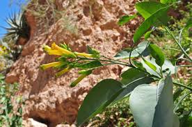 Image result for Nicotiana glauca