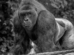 Cincinnati zoo director thane maynard reacted negatively: Cincinnati Zoo Deletes Social Media Accounts After Harambe Memes Become Too Much Mirror Online