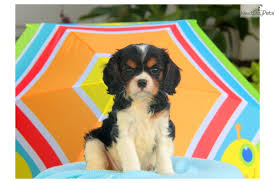 Check spelling or type a new query. Cavalier King Charles Spaniel Puppy For Sale Near Lancaster Pennsylvania 8d2b27ab D371