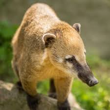 The south american coati's snout, however, is dark brown to black. Stream Keeper Chats South American Coati By Elmwood Park Zoo Listen Online For Free On Soundcloud