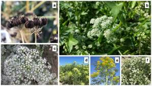 Image result for Apiaceae