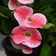 Image result for Euphorbia