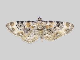 Image result for Eupithecia icterata