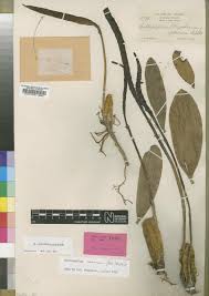 Image result for Bulbophyllum maximum