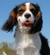 Watch this video and learn everything about the cavalier king charles dog breed. Learn About The Cavalier King Charles Spaniel Dog Breed From A Trusted Veterinarian