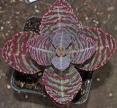 Image result for Kalanchoe humilis