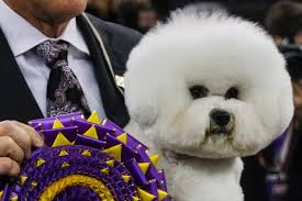Flynn the bichon frise won best in show at the 142nd westminster kennel club dog show on tuesday night. Westminster Dog Show Winners 2018