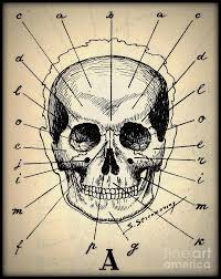 Vintage Medical Human Skull Anatomy Chart