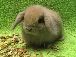 Google Ergebnis Fur Http Static Findix Com Data Adpix Picture L Nhd Die Kleinsten Zwergwidder Kaninchen Schlappohren 816 Zwergwidder Kaninchen Kaninchen Hase