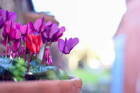 Brought on the mayflower riddle. April Showers Bring May Flowers Suzane Northrop