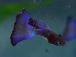 Sirip ekor biasanya berwarna putih pastel pada ikan ini. 15 Jenis Ikan Guppy Populer Di Dunia Tokopedia Blog