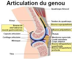 Les épitrochléites à la face l'hygroma du coude se traduit par une grosse tuméfaction superficielle à la partie postérieure du coude. Hygroma Symptomes Traitement Definition Docteurclic Com