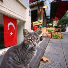 istanbul turkish cat hayvanlar kopek kedi