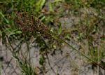 Image result for Panicum heterostachyum