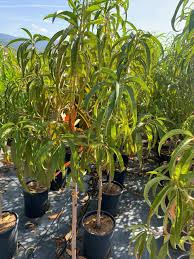 Image result for Prunus persica