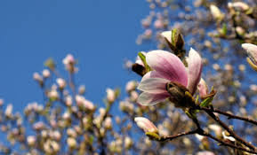 Otrzymaj 7.000 s stockowego materiału wideo magnolia soulangeana (saucer magnolia) is z 24 kl./s. Everything You Need To Know About Magnolia Trees Tennessee Home And Farm