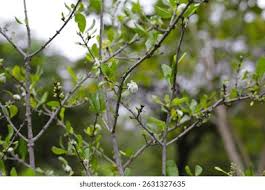 Image result for Coddia rudis