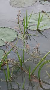 Image result for Burnatia