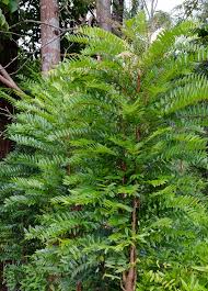 Image result for Cordylostigma longifolium