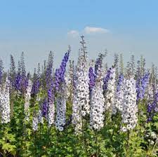 Belladonna Delphinium