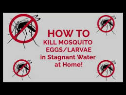 Check spelling or type a new query. Watch How To Kill Mosquito Eggs Larvae At Home Youtube