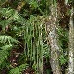 Image result for Huperzia gnidioides