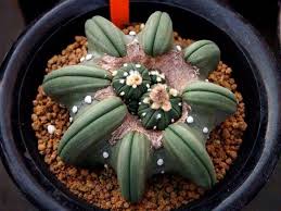 Growing cacti from seed is very enjoyable and is a great way to increase the number of young cactus plants appreciate fresh air. Astrophytum Asterias Nudum Cactus Plants Cactus Plant Pots Succulents