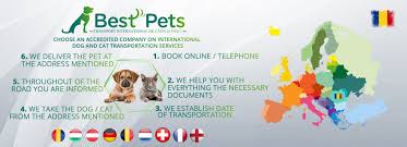 It makes sense to hire a pet courier to handle the safe transportation of your pet(s). International Transportation Of Pets Dogs And Cats