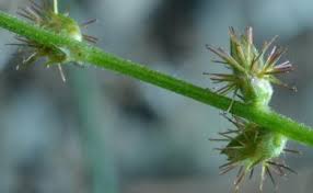 Image result for Pupalia micrantha