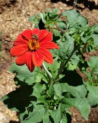 Image result for Tithonia