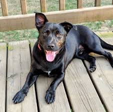 Jump to below are our newest added pups available for adoption in wisconsin. Adoptable Animals Adams County Humane Society