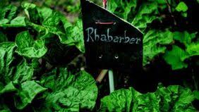 Warum wird nur bis zum 24. Rhabarber Bis Wann Ernten