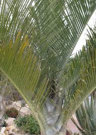 Image result for Dypsis decaryi