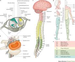 Jun 18, 2015 · the only bone in the thigh is the femur, which extends from the hip to the knee. Traumatic Spinal Cord Injury Nature Reviews Disease Primers