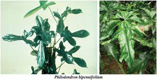 Image result for Axonopus flexuosus