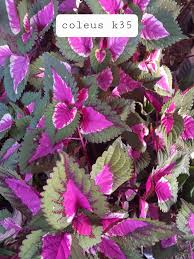 Image result for Craibia zimmermannii