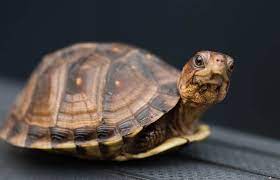 Box Turtle Care Guide Feeding Habitat Handling Hibernation Everything Reptiles