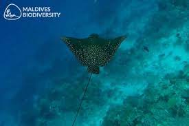 995 followers · туристическая компания. Details Maldives Bio Diversity