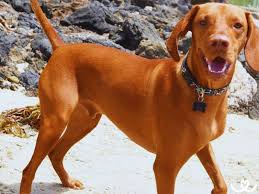 Image result for maďarský krátkosrstý ohař