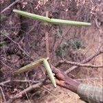 Image result for Strophanthus sarmentosus